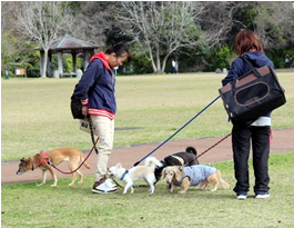 老犬ホームわんこの家ワンワンジャンプ