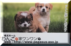 老犬ホームわんこの家ワンワン